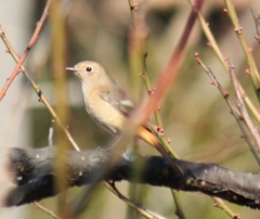 ジョビ子ちゃん