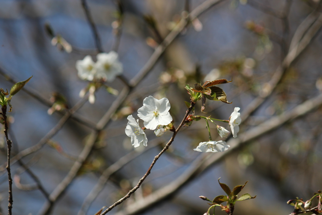 山桜