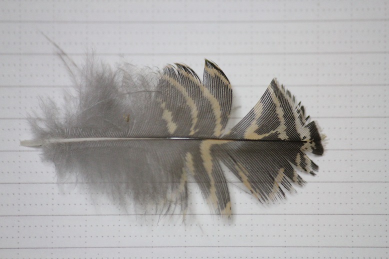 雷鳥の羽