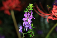 夜の花