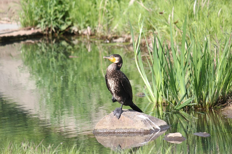 カワウ