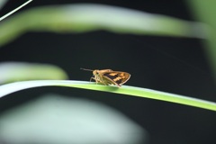 キマダラセセリ