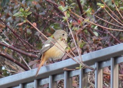 ジョビ子ちゃん