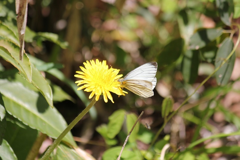 スジグロシロチョウ