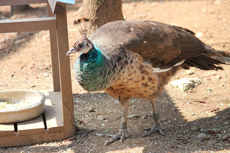 クジャク　多摩動物園