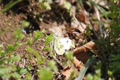 ツマキチョウ　オス