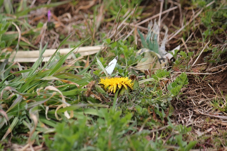 モンシロチョウ