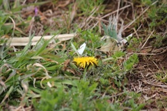 モンシロチョウ