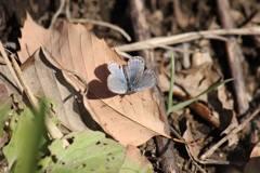 １月２日ヤマトシジミ