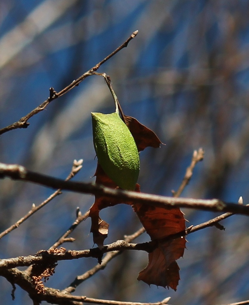 ウスタビガの空繭