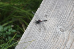 カオジロトンボ