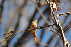ジョビ子ちゃん