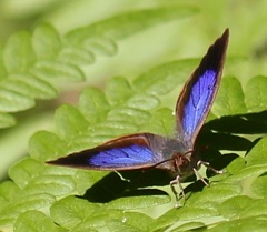 ムラサキシジミ　オス