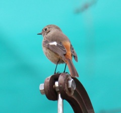 ジョビ子ちゃん