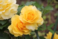 薔薇