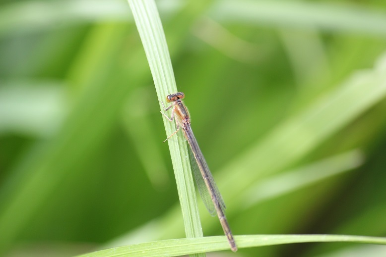 アオモンイトトンボ