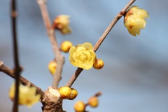 ソシンロウバイ