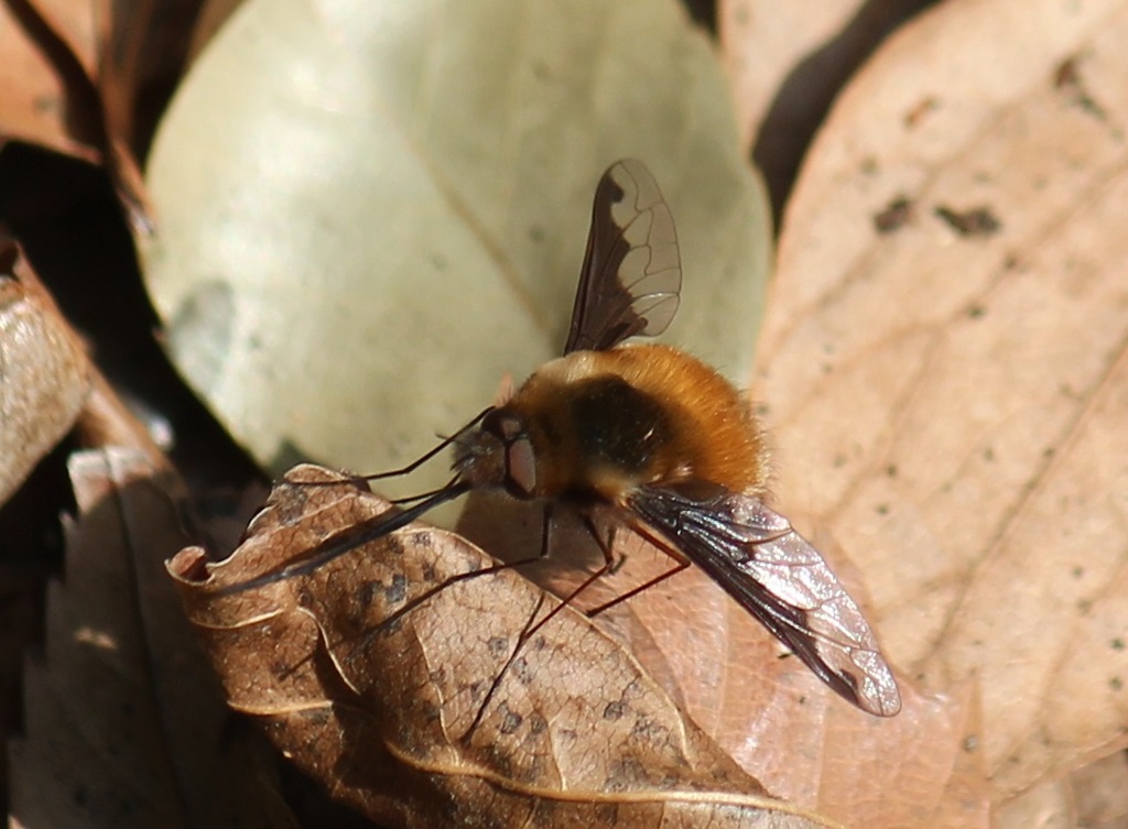 ビロードツリアブ