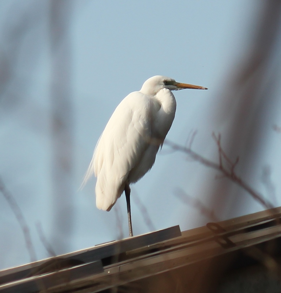 屋根の上ダイサギ