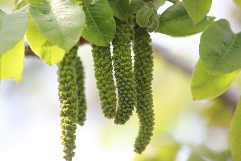 オニグルミの雄花