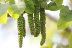 オニグルミの雄花