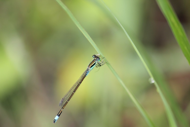 アオモンイトトンボ