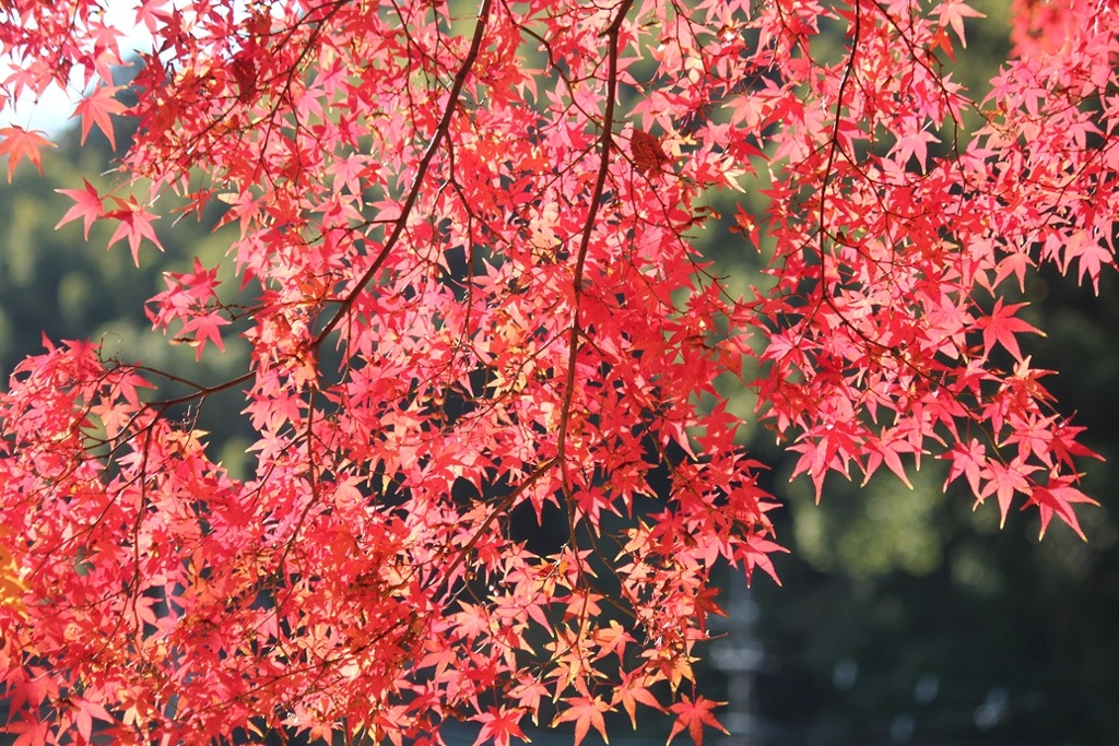紅葉