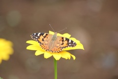 ヒメアカタテハ