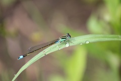 アオモンイトトンボ