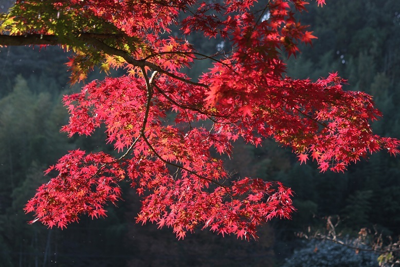 紅葉