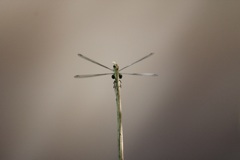 オオアオイトトンボ