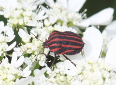 アカスジカメムシ