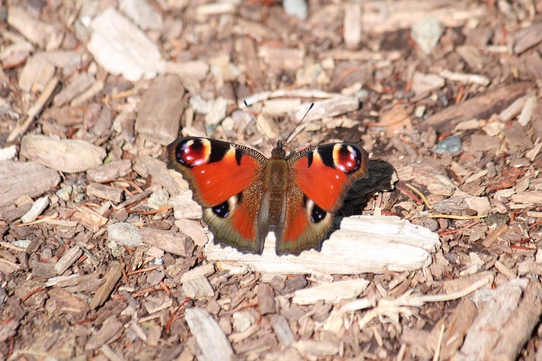 クジャクチョウ
