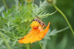 蜂