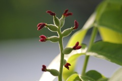 オニグルミの雌花