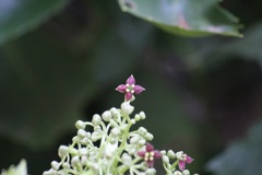 アオキの花
