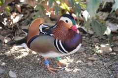 オシドリ　オス　多摩動物園