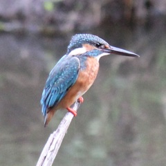 カワセミ