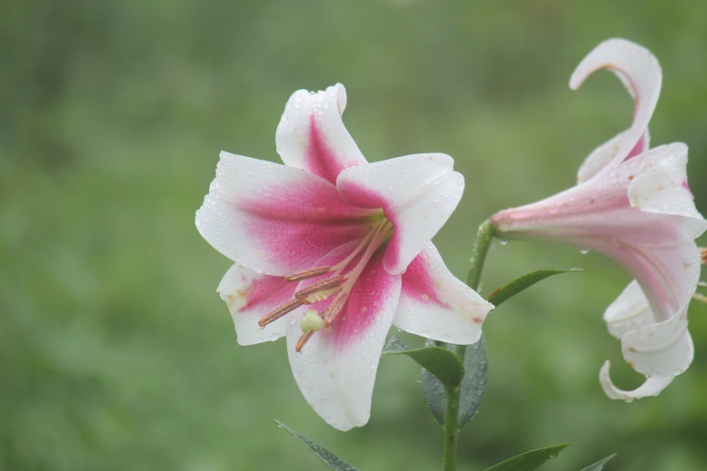 百合