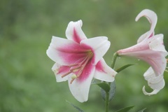 百合