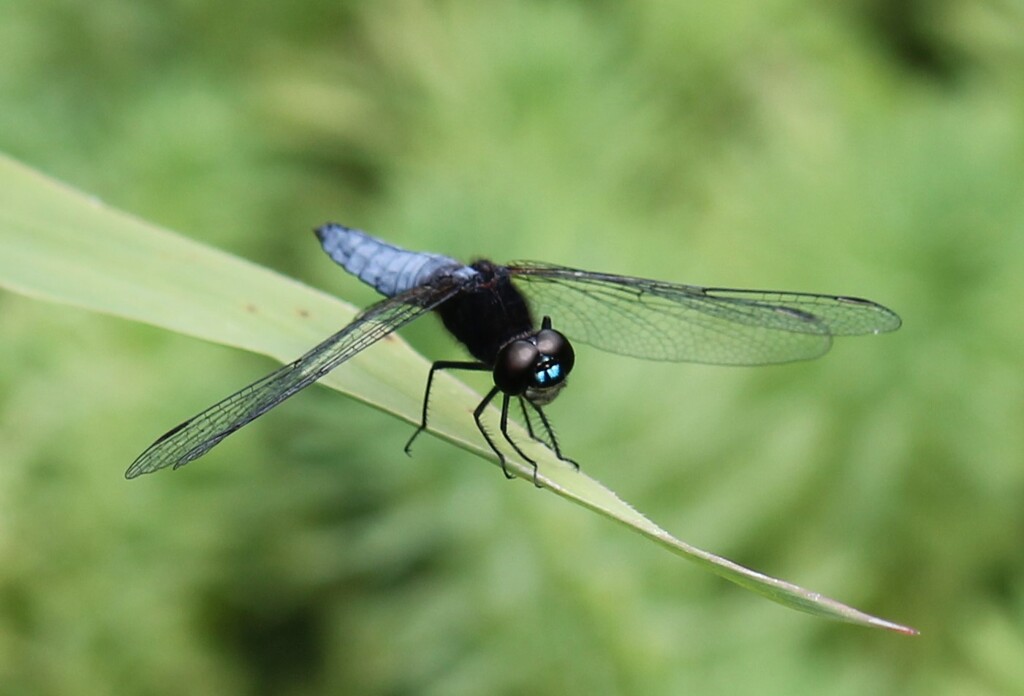 ハラビロトンボ　オス