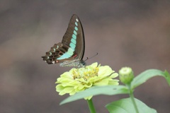 アオスジアゲハ