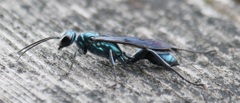 ルリジガバチ