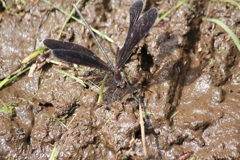 ハグロトンボ　メス