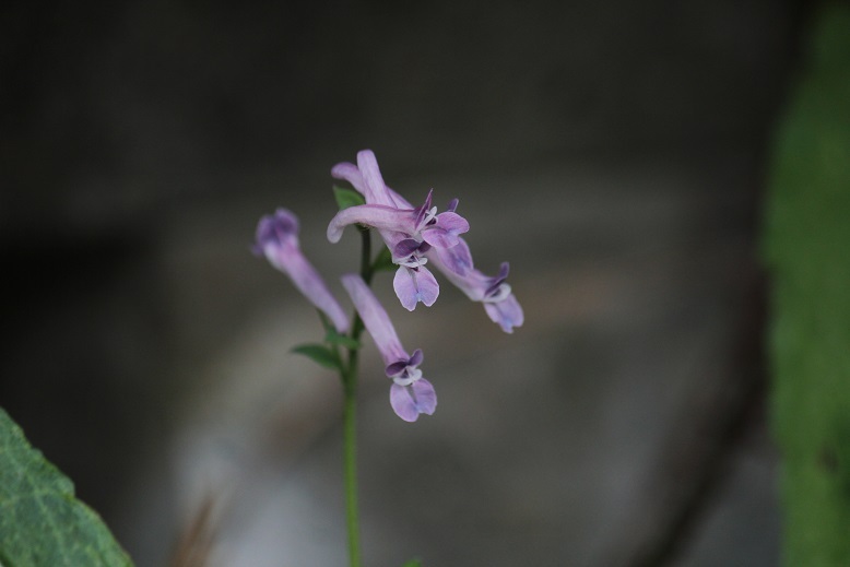 ジロボウエンゴサク
