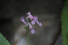 ジロボウエンゴサク