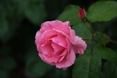 薔薇