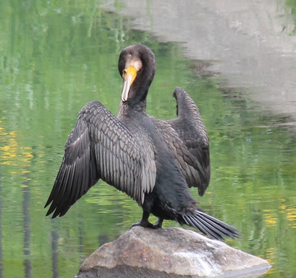 カワウ