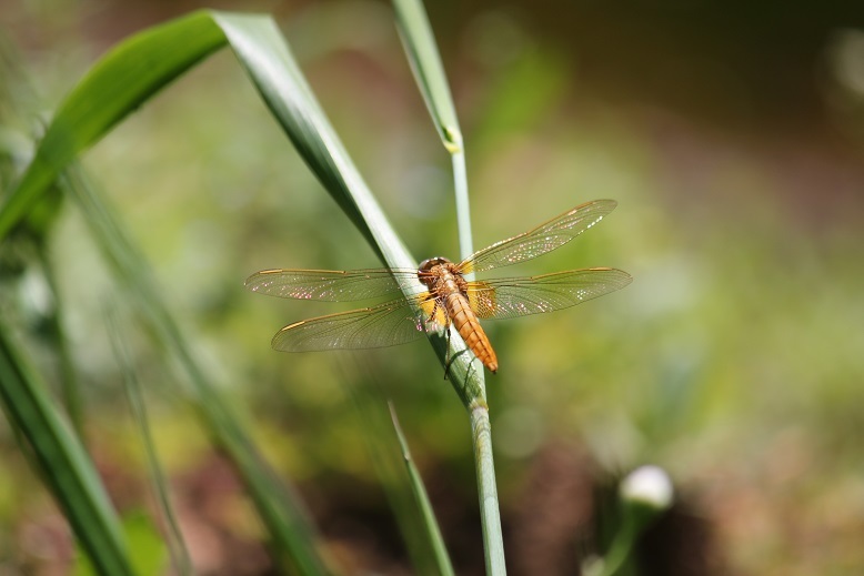 ショウジョウトンボ　未成熟