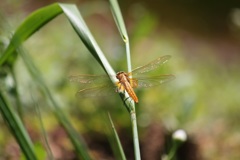 ショウジョウトンボ　未成熟